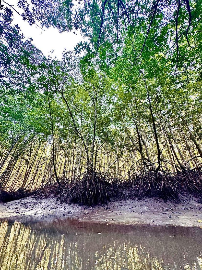 Mangrove waterway site visit