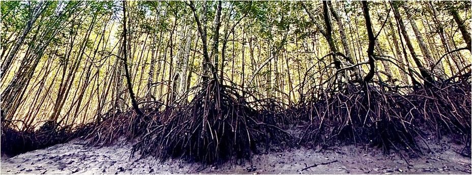 Biochar production in the field